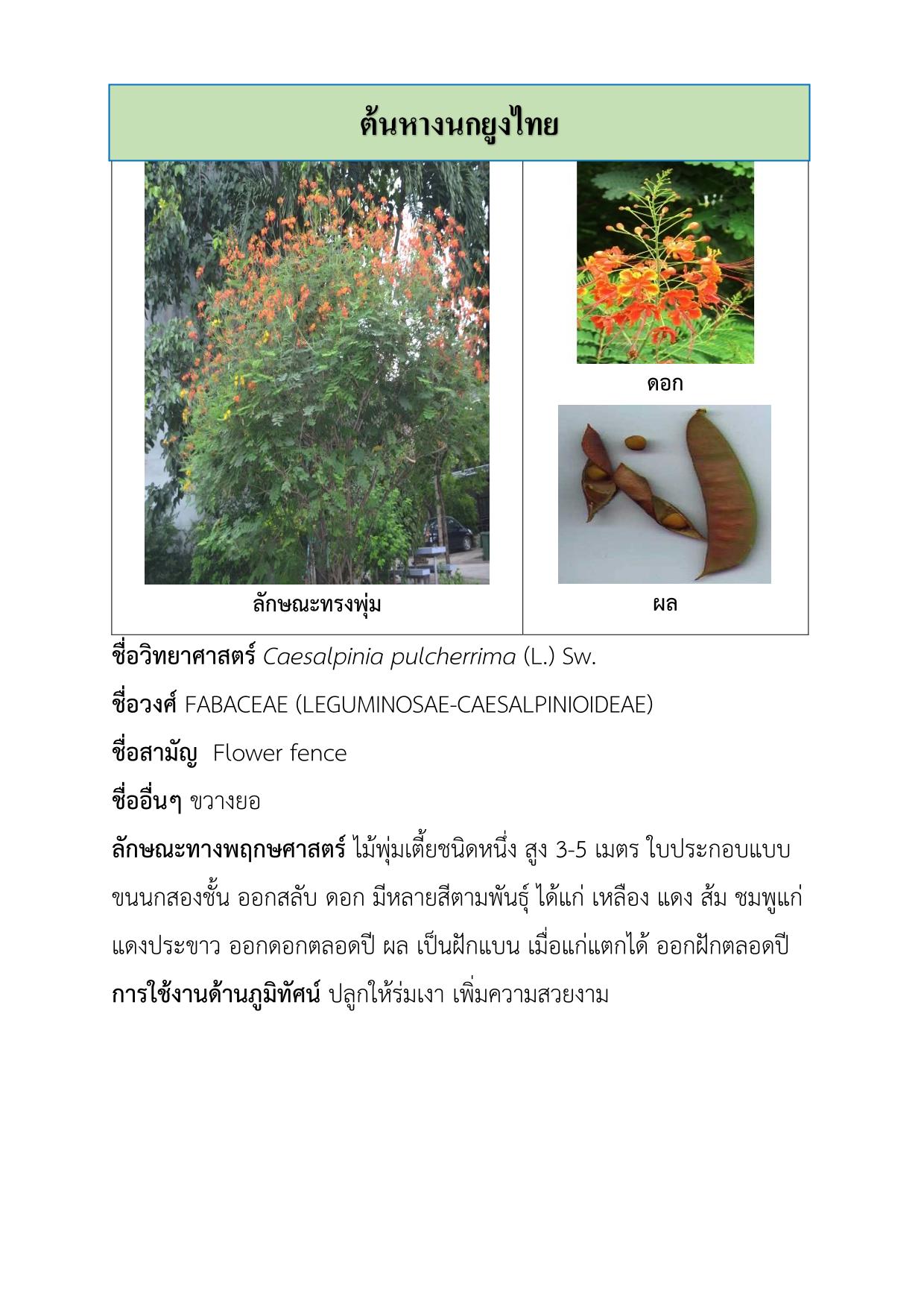 ต้นหางนกยูงไทย-1.jpg