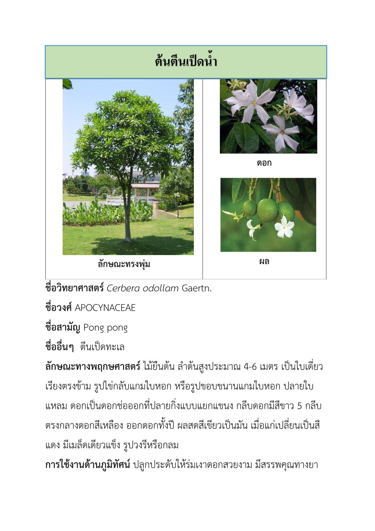 ต้นตีนเป็ดน้ำ-1.jpg