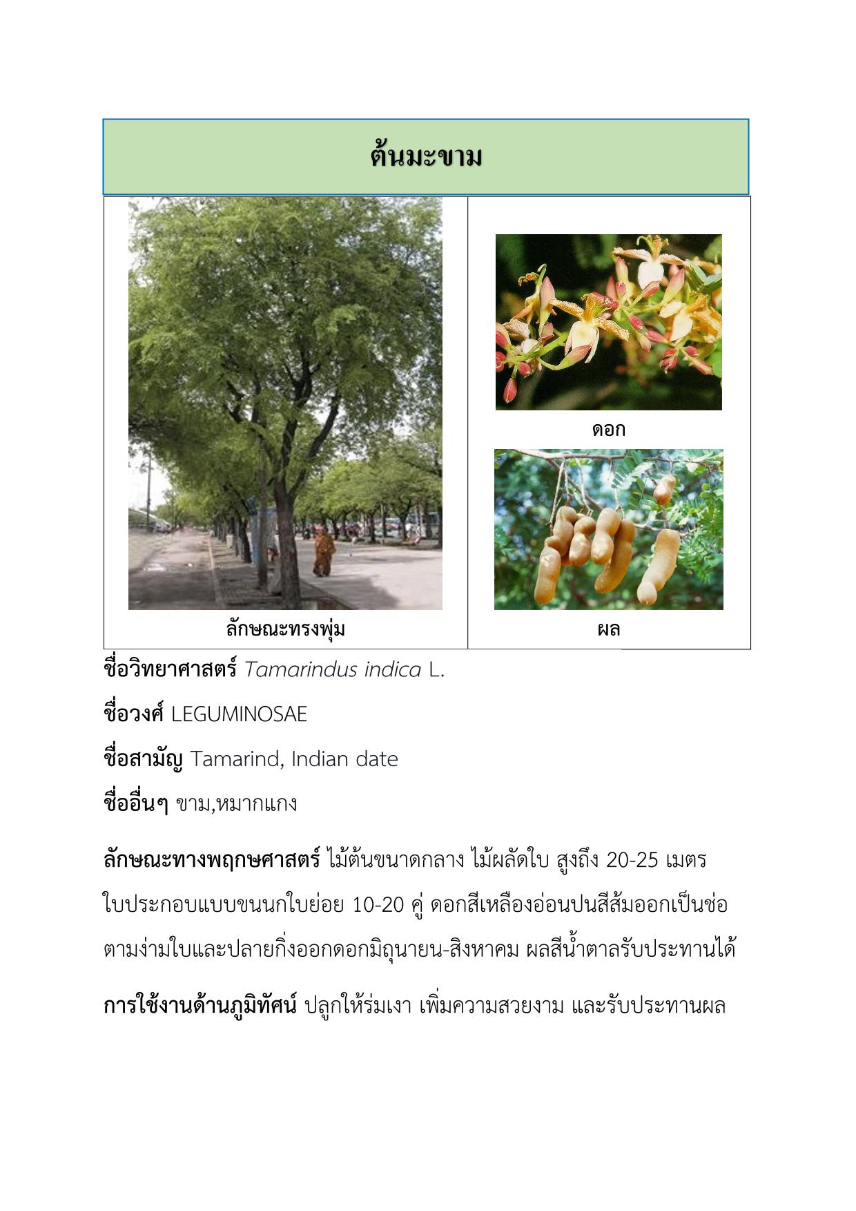 ต้นมะขาม-1.jpg