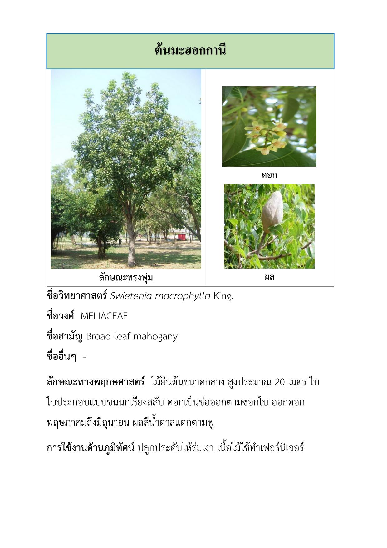 ต้นมะฮอกกานี-1.jpg