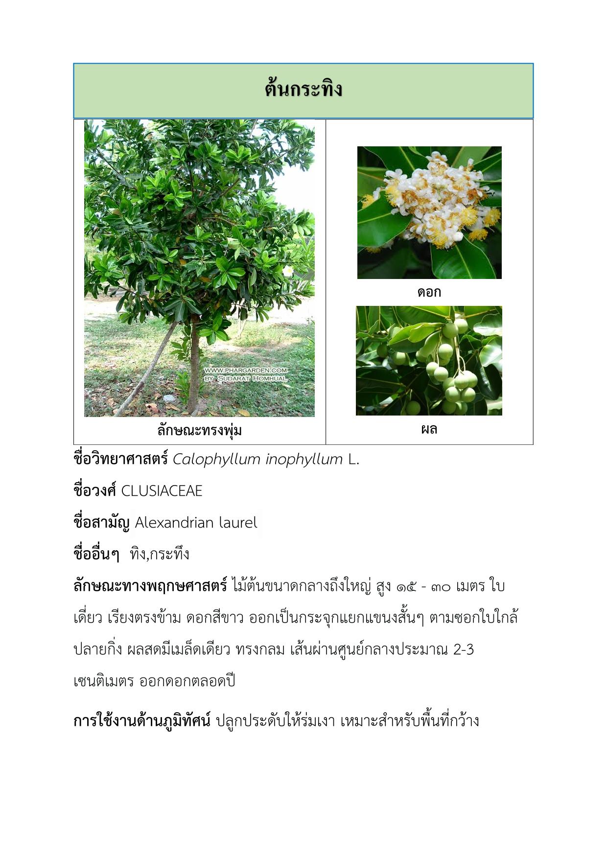 ต้นกระทิง-1.jpg