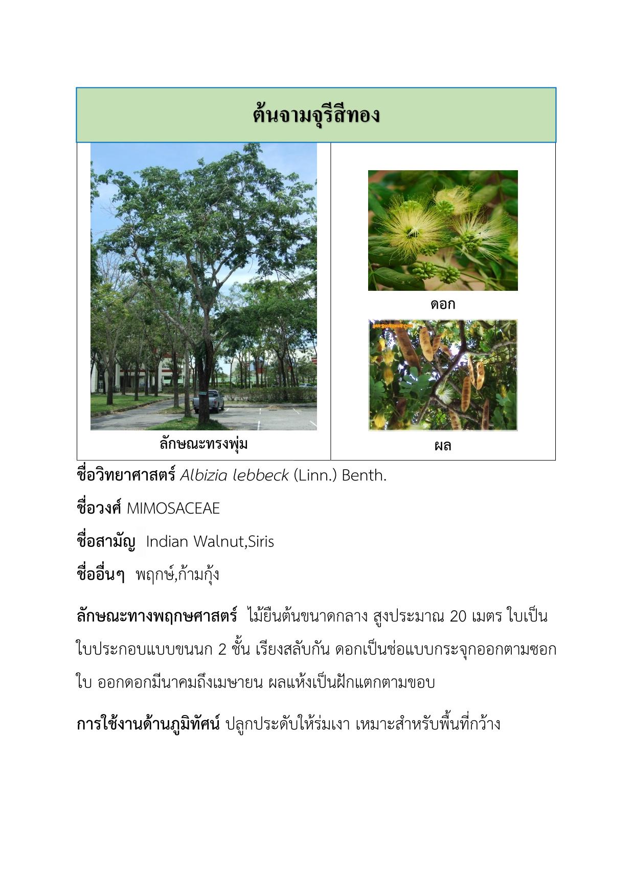 ต้นจามจุรีสีทอง-1.jpg